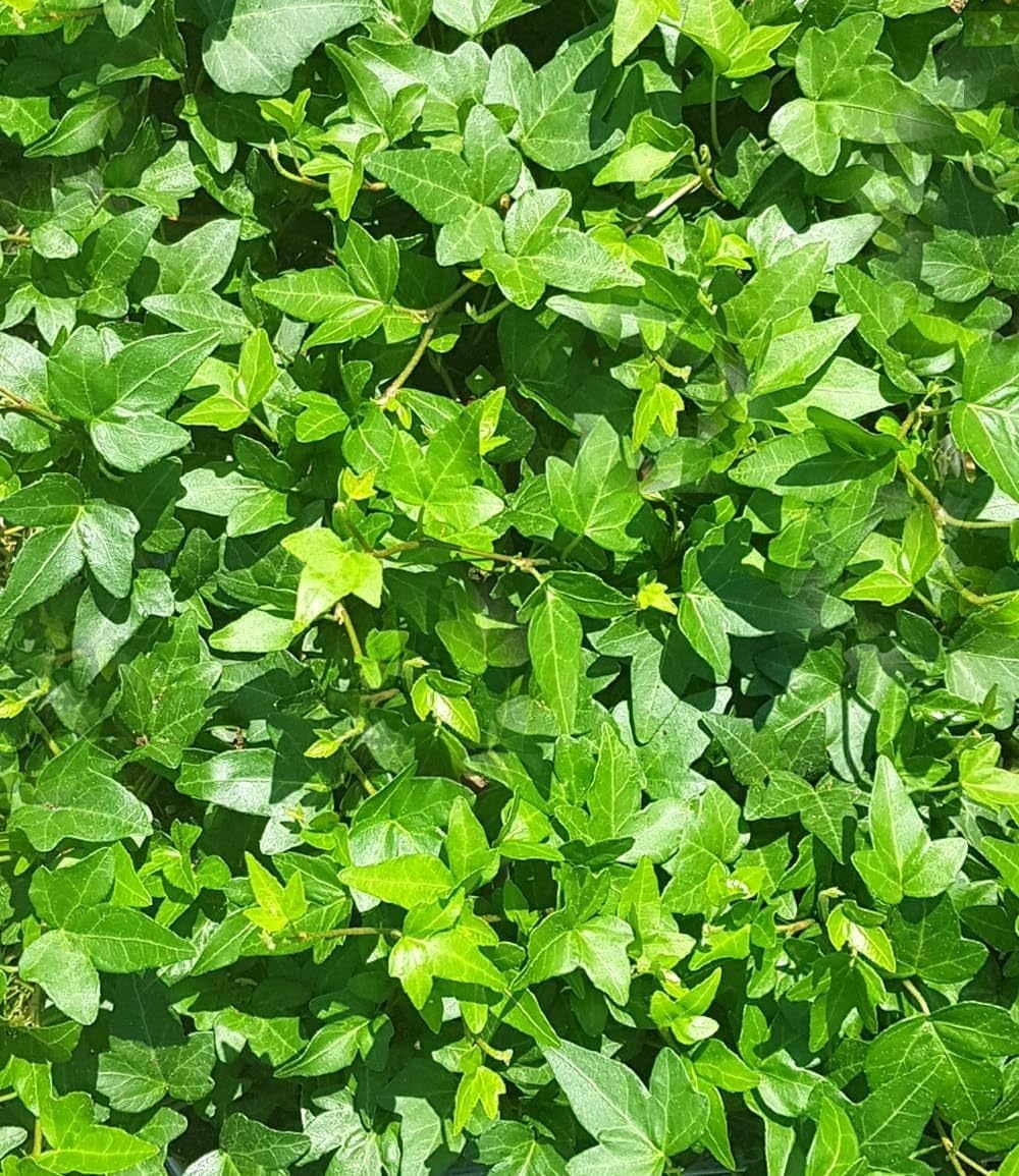 zwerg glanzmispel stamm Glanzmispel – Photinia ‘Red Robin’ (Mehrstämmig)