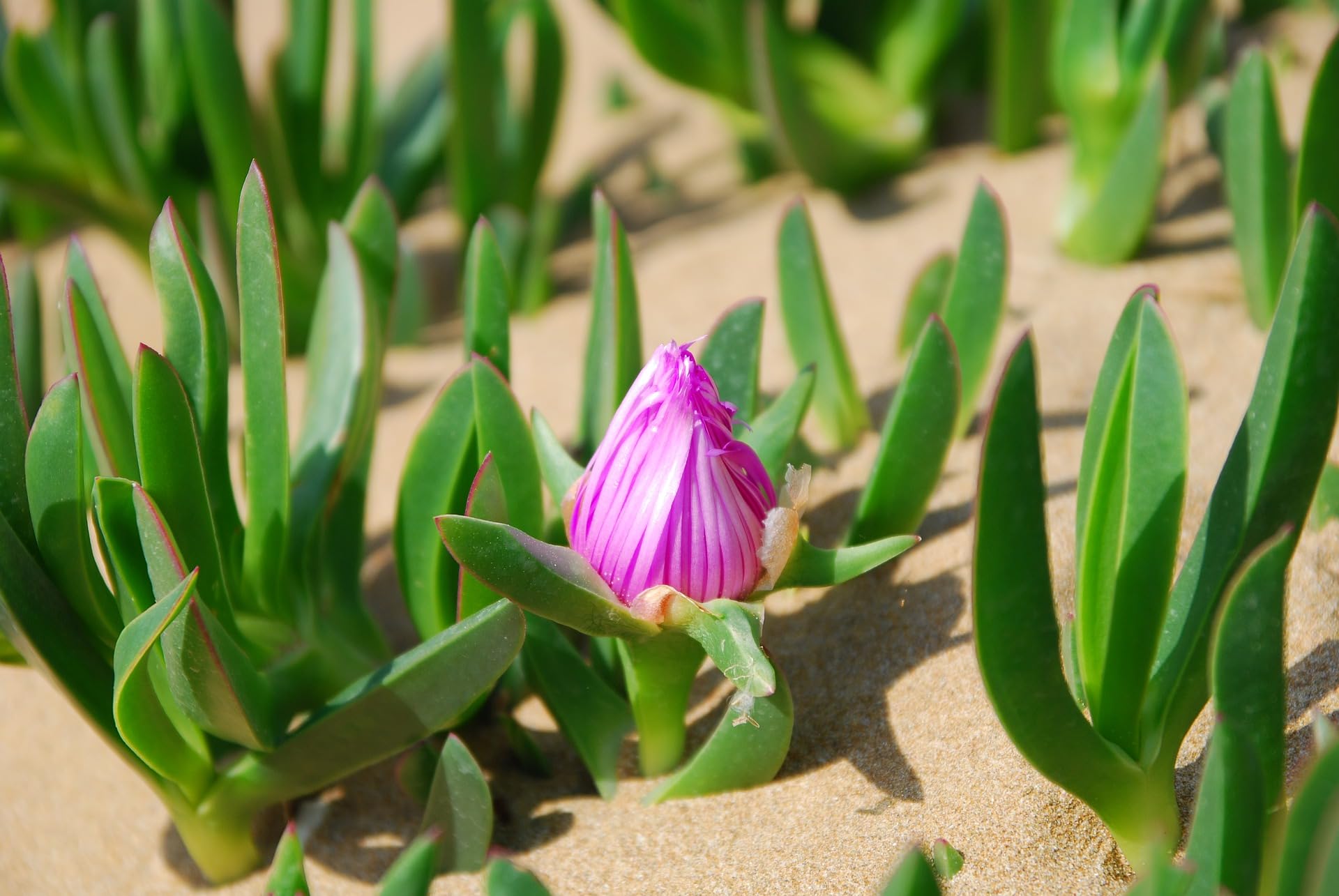 Fico degli Ottentotti con fiore giallo e rosa n.10 piantine da 20/30 cm con radice - Carpobrotus edulis