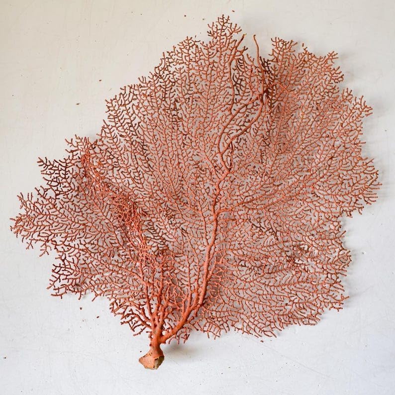 7-18'', SEA FAN PIECES Real Natural Dried, Coral Orange Red Beach, Coastal Décor Decorative, Crafts Art Bowl Filler (7-10")