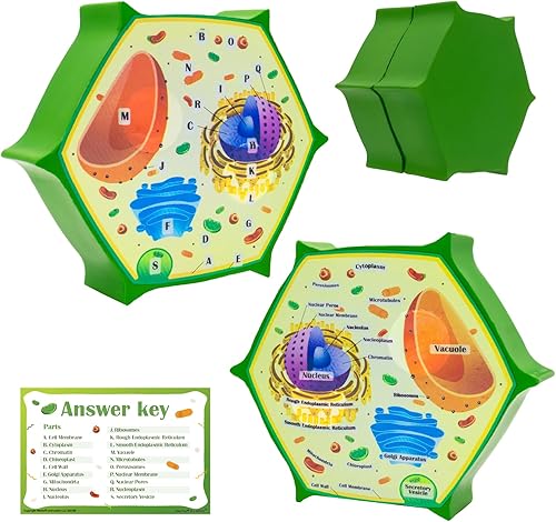 Cross Sectional Foam Plant Cell Model | Great for Adult Learning, Teaching & STEM Kits | Clearly Labeled Organelles | Strong Magnet Connectors |