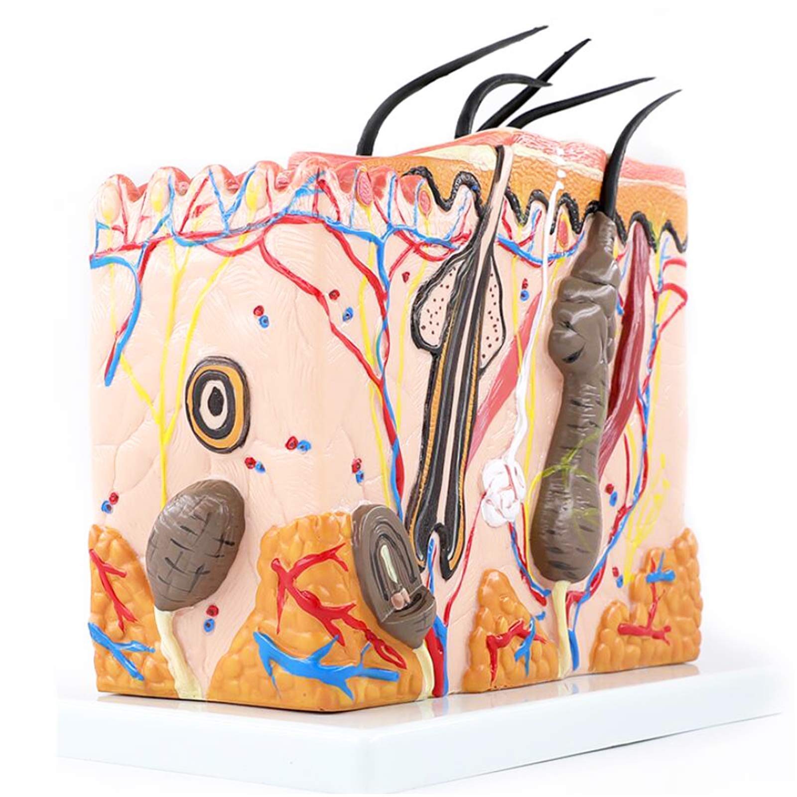 sjdoPulse 70X Enlarged Human Big Anatomical Skin Magnified Tissue Structure Model for Biology Minimally Invasive Cosmetic Surgery Teaching Model (Normal)