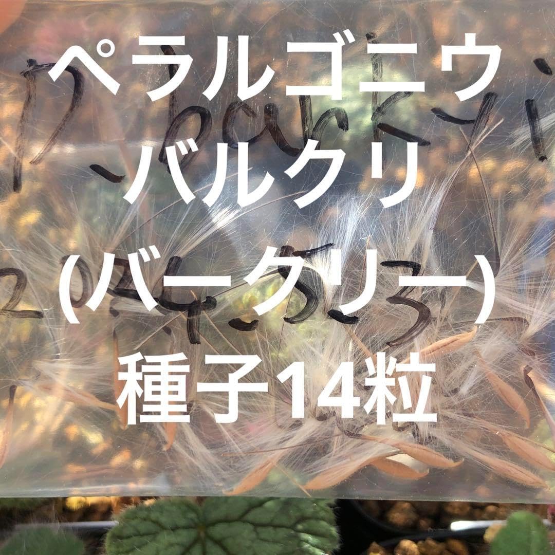 ペラルゴニウ バルクリ バークリー 種子12粒