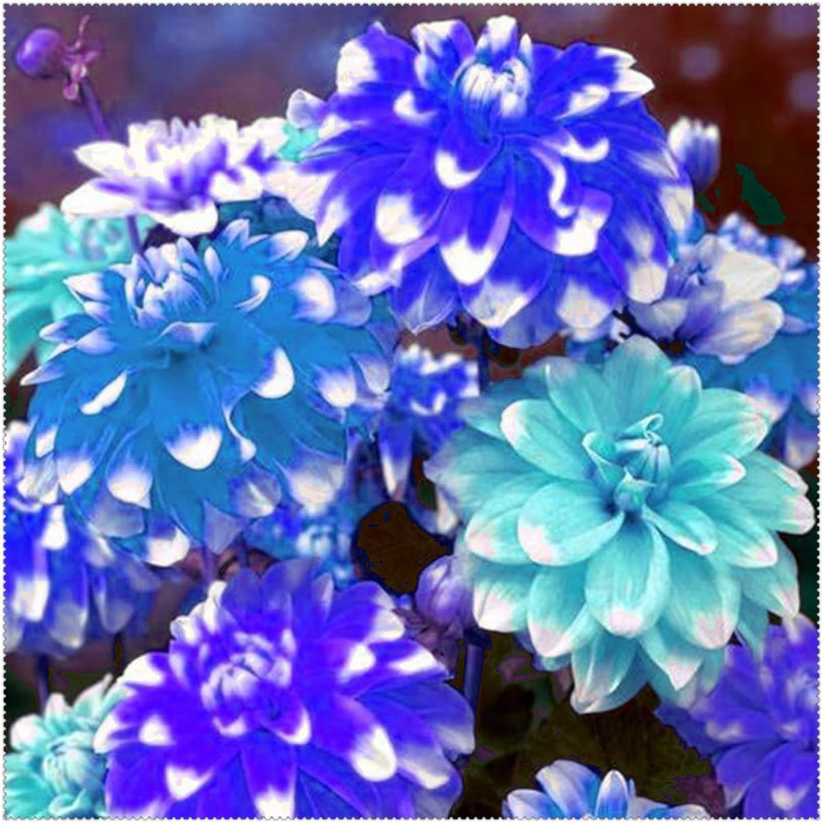 Dahlia Bulbs Mix for Planting Now UK/Cut Flowers/Greening Flower/Strong Plants That Grow Well/Good for Containers/Natural Organic/Wedding Flowers.-10bulbs-F