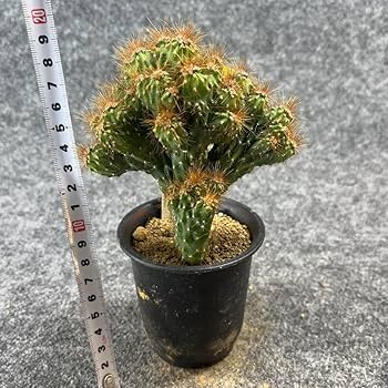サボテン 楽天市場】【多肉植物】 サボテン（雪晃：セッコウ） 3号 茶色 素焼き