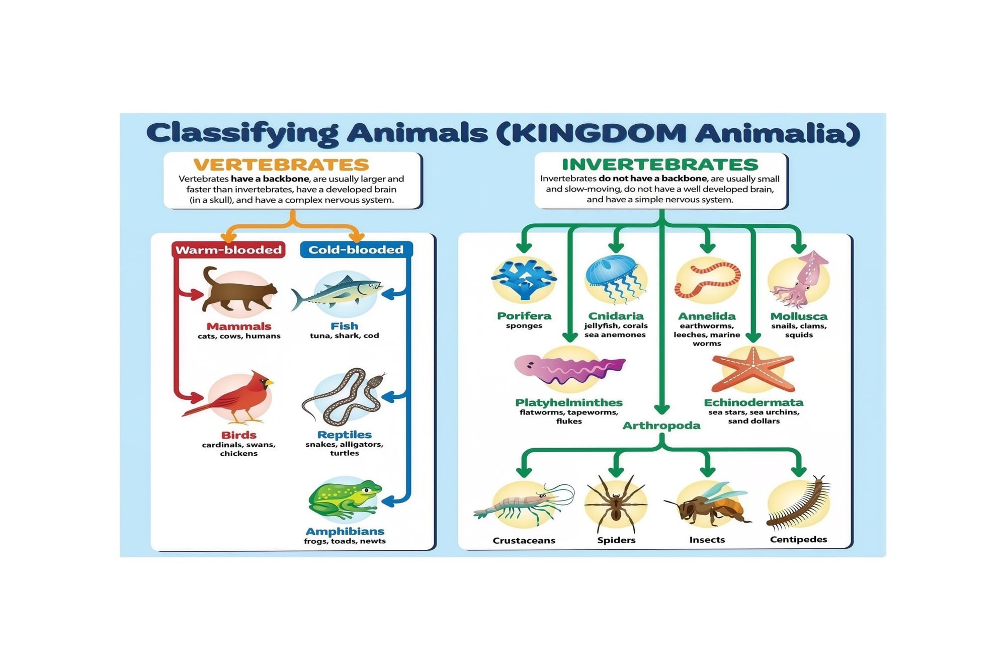 ICYJRFHLTF Animal Classification Chart Taxonomy Biology Science Metal Tin Sign Educational Classroom Decor Homeschool Learning Wall-Art 8 X 12 in