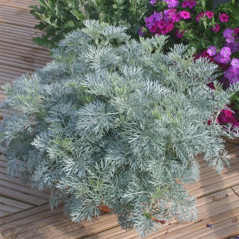 Artemisia 'Powis Castle' Garden Plant Hardy Perennial Flowering Garden Plants Easy to Grow Your Own by Park Farm Plants (6 x Plug Plants)
