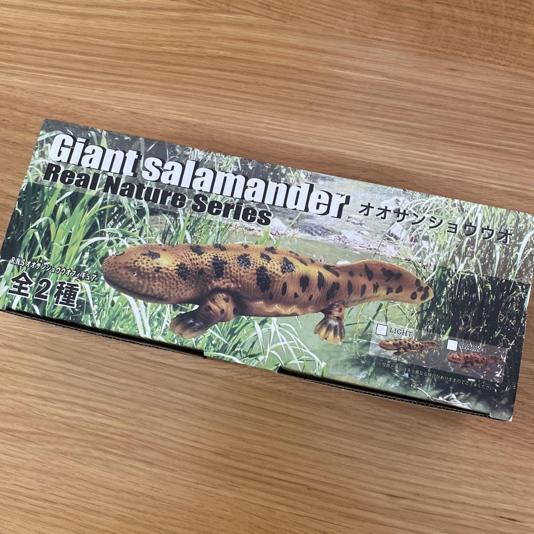 リアルネイチャー　オオサンショウウオ Amazon.co.jp: 全長約25cm リアルネイチャーシリーズ オオ