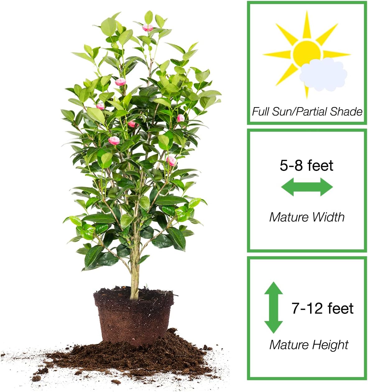 Perfect Plants Pink Perfection Camellia Bush 3 Gallon | Live Shrub for Outdoor Planting | Evergreen Foliage Stays Green All Year Long | Beautiful Pink Flowers in Spring
