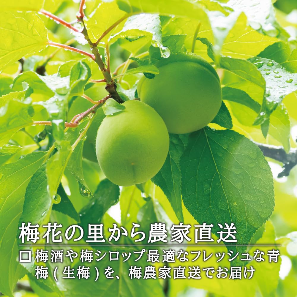 Amazon.co.jp: 梅花の里 青梅 白加賀 ｜ 生梅 梅 宮城 角田 梅酒 梅
