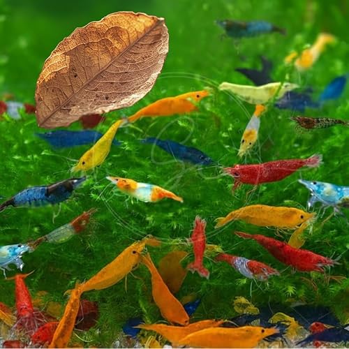 Miniatura 7 de Swimming Creatures Live Neocaridina Camarones de acuario de agua dulce - Un combo perfecto para iluminar tu acuario (12 mezclas premium + 1 caracol
