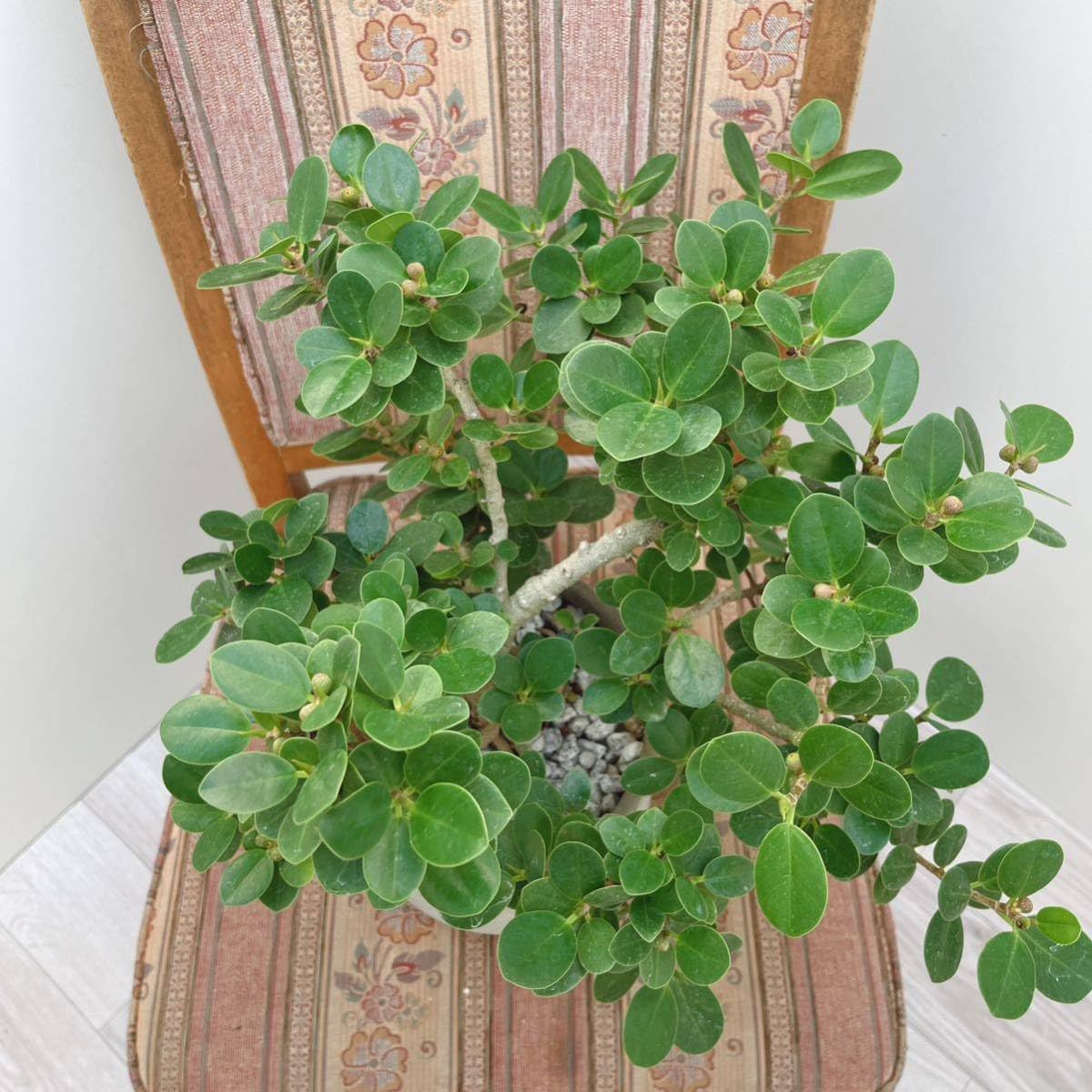 Amazon.co.jp: 観葉植物 パンダガジュマル 盆栽風 陶器鉢受け皿付き 6