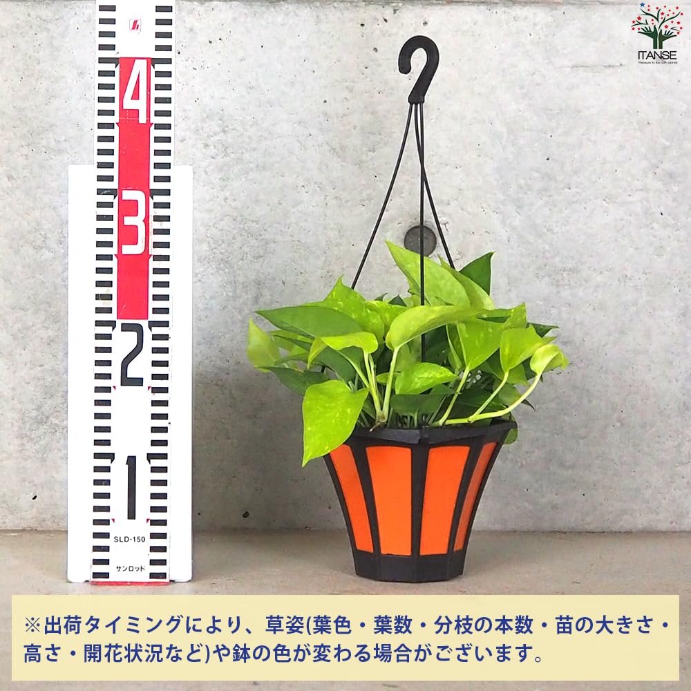 Amazon.co.jp: ポトス ライム 吊り鉢 5号ポット 1個売り【品種で選べる
