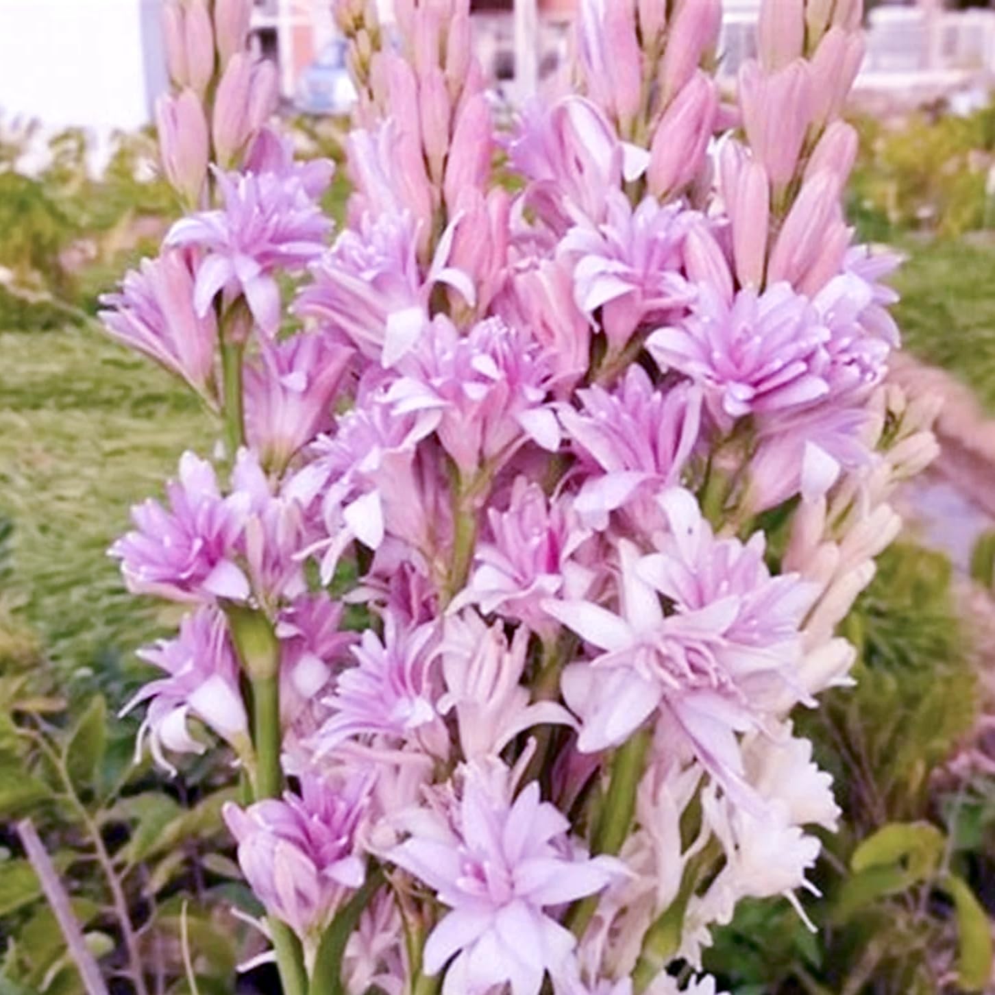 Tuberose Bulbs Mix - Tuberose Bulbs Double Flower Root Excellent Display Indoor Perennial Balcony Garden Bulbs Can Be Potted-4Bulbs-V