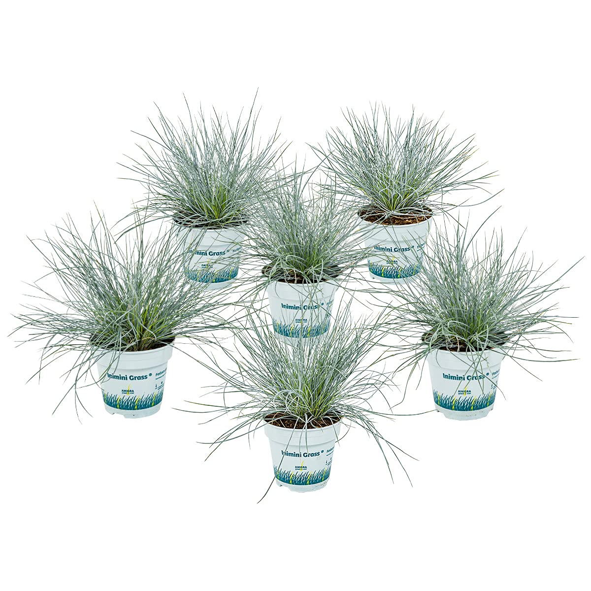 Fétuque Bleue Festuca Glauca Compacta Blue | Plante de jardin rustique et herbe ornementale de pot