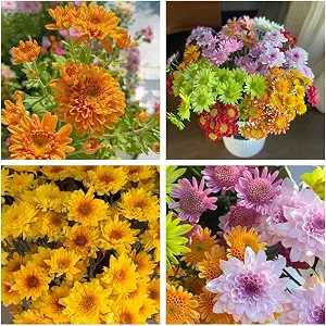 100pcs Chrysanthemum Seeds for Planting – Non-GMO Perennial Fall Flowers, Cold-Tolerant, Fast-Germinating Garden Seeds for Pots, Borders & Outdoor Decor