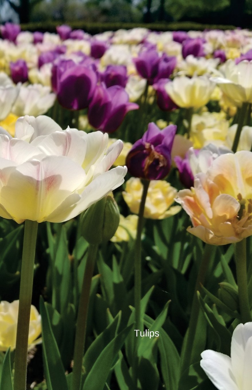 Tulips: Journal