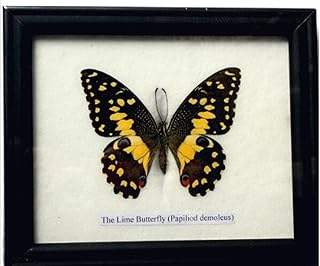 Insectfarm Framed Real Lime Butterfly Taxidermy and Insect Gift or Collection