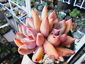 多肉植物 中型 緑とピンク*3 多肉植物 中型 緑とピンク*3 多肉植物のおすすめ人気ランキング