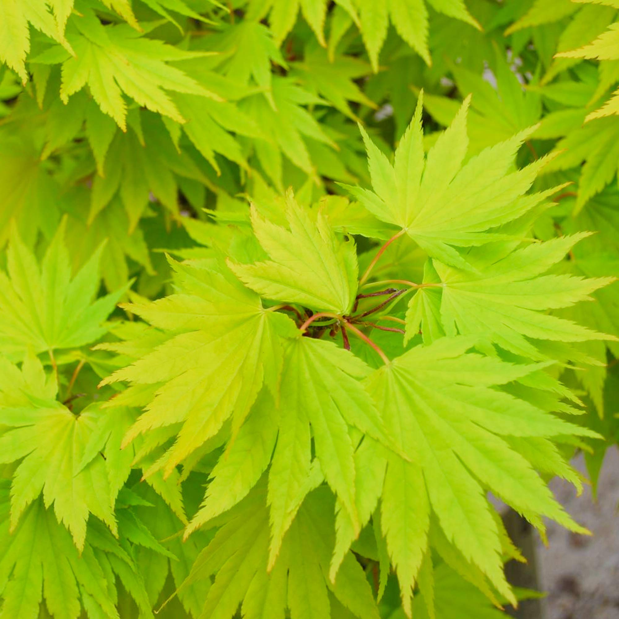 Acer shirasawanum "Jordan" | Acero giapponese Pianta da giardino deciduo Arbusto in vaso