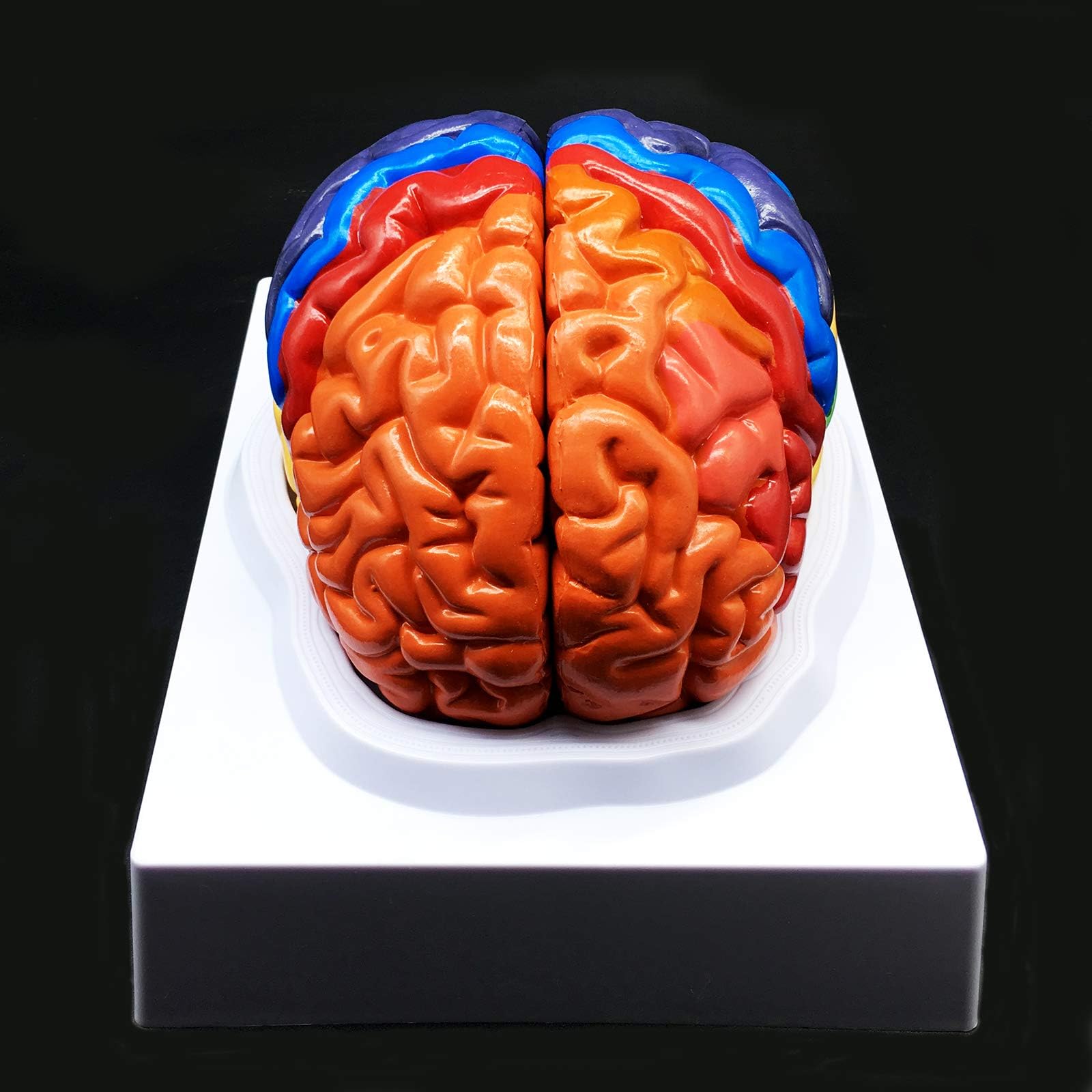 Human Brain Model Color Coded Partitioned Brain 2 Parts Anatomically ...