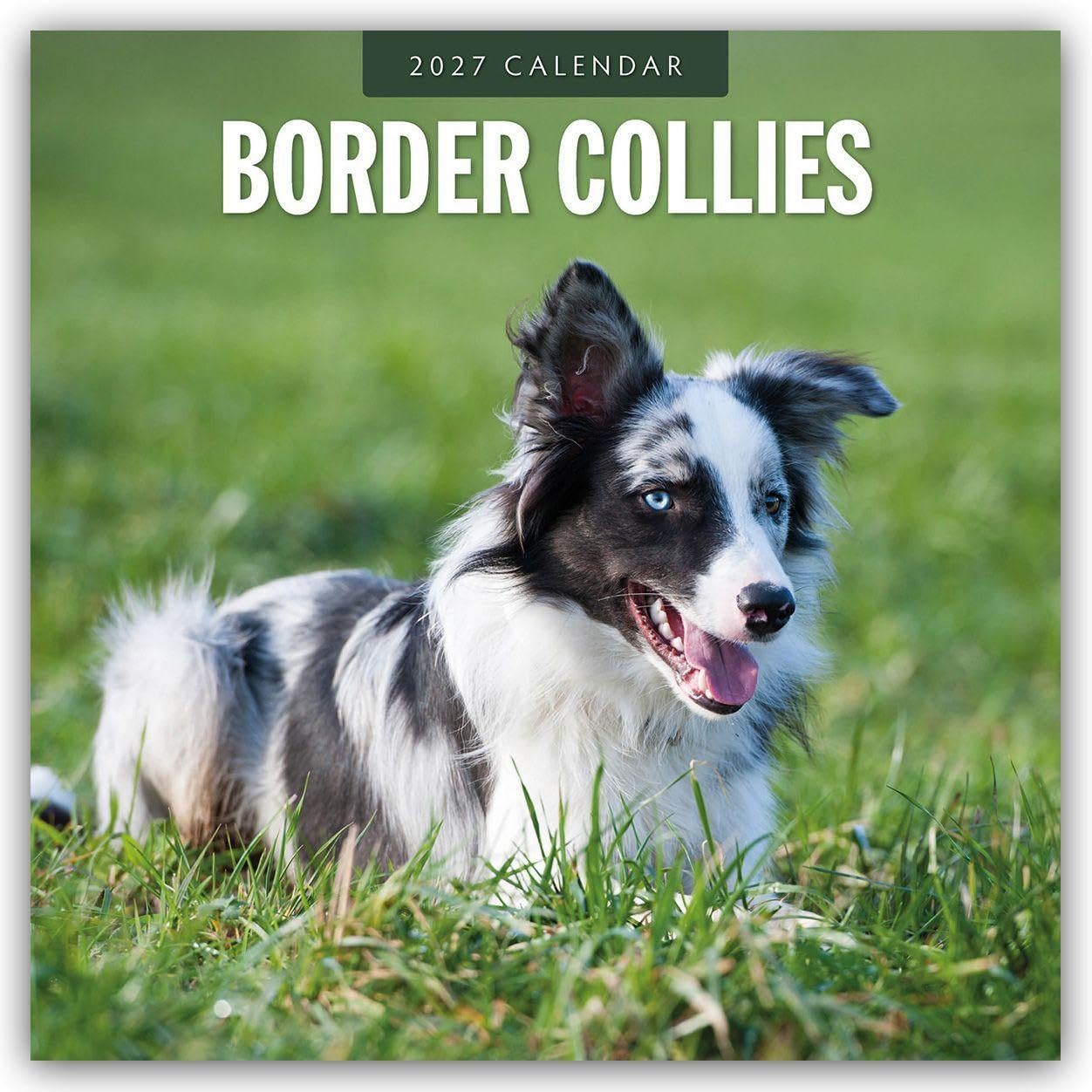 Border Collies 2027 Square Wall Calendar: Original Red Robin Publishing Ltd-Kalender [Mehrsprachig] [Kalender]