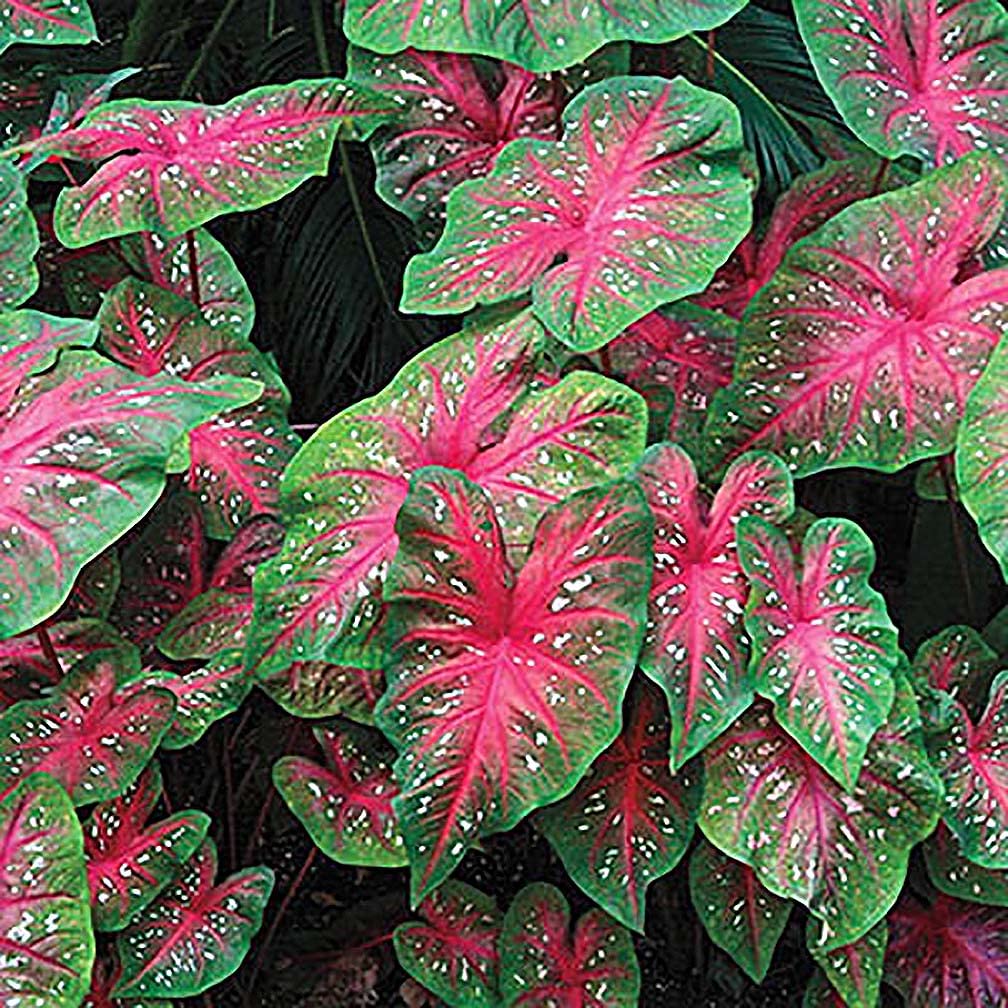 Red Flash Caladium Bulbs - One Top Size Bulb - Vibrant Red and Green Foliage - Hardy in Zones 9-11 - Perfect for Gardens and Pots - Bold Caladium