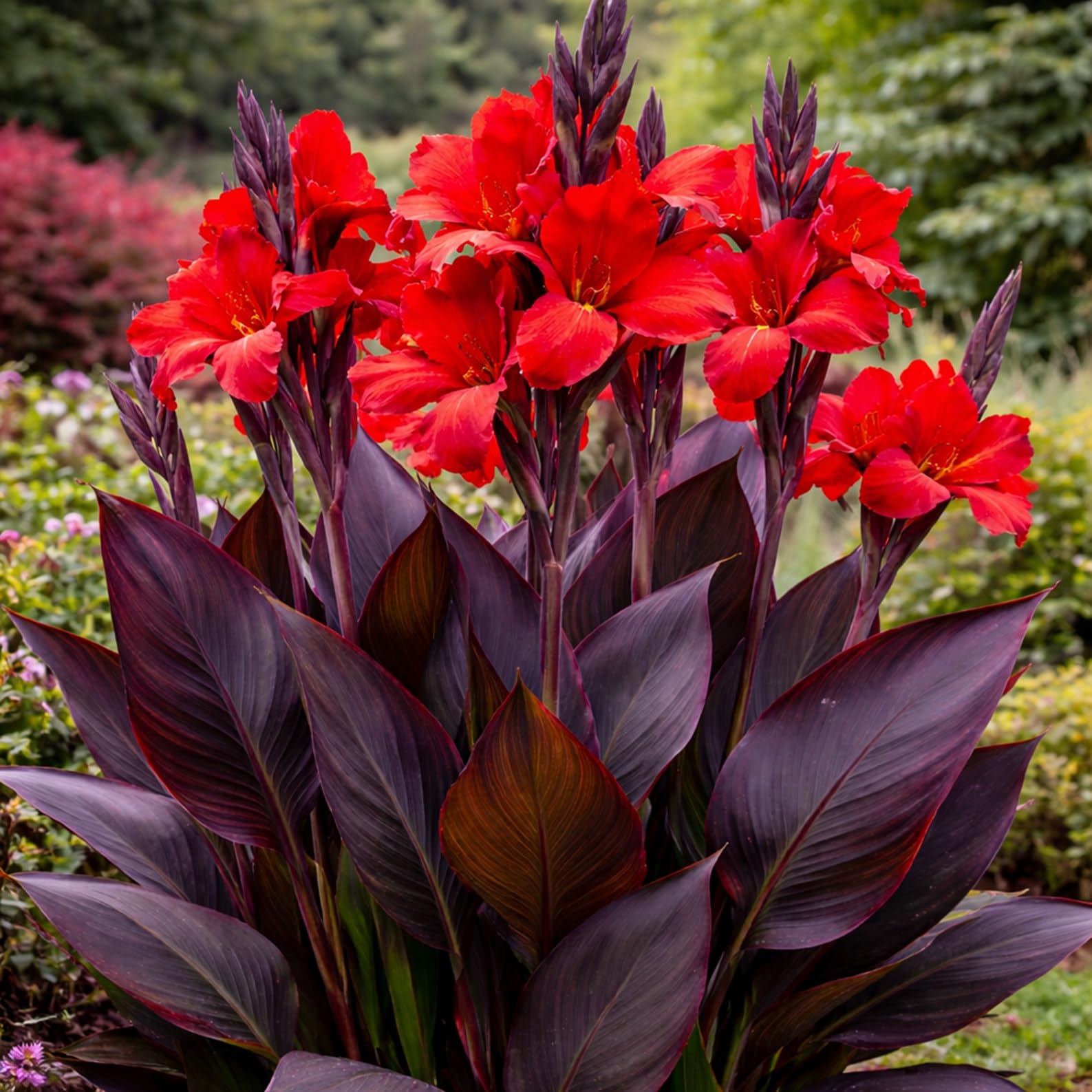 CZ Grain Black Knight Canna