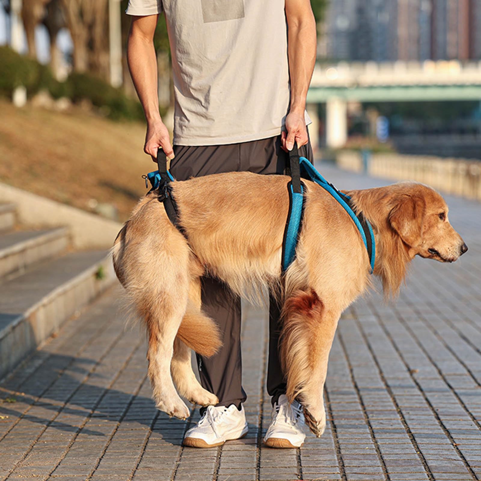 Cinturón cómodo de instalación rápida para perros ancianos, equipo de caminar al aire libre, arnés para perros mayores