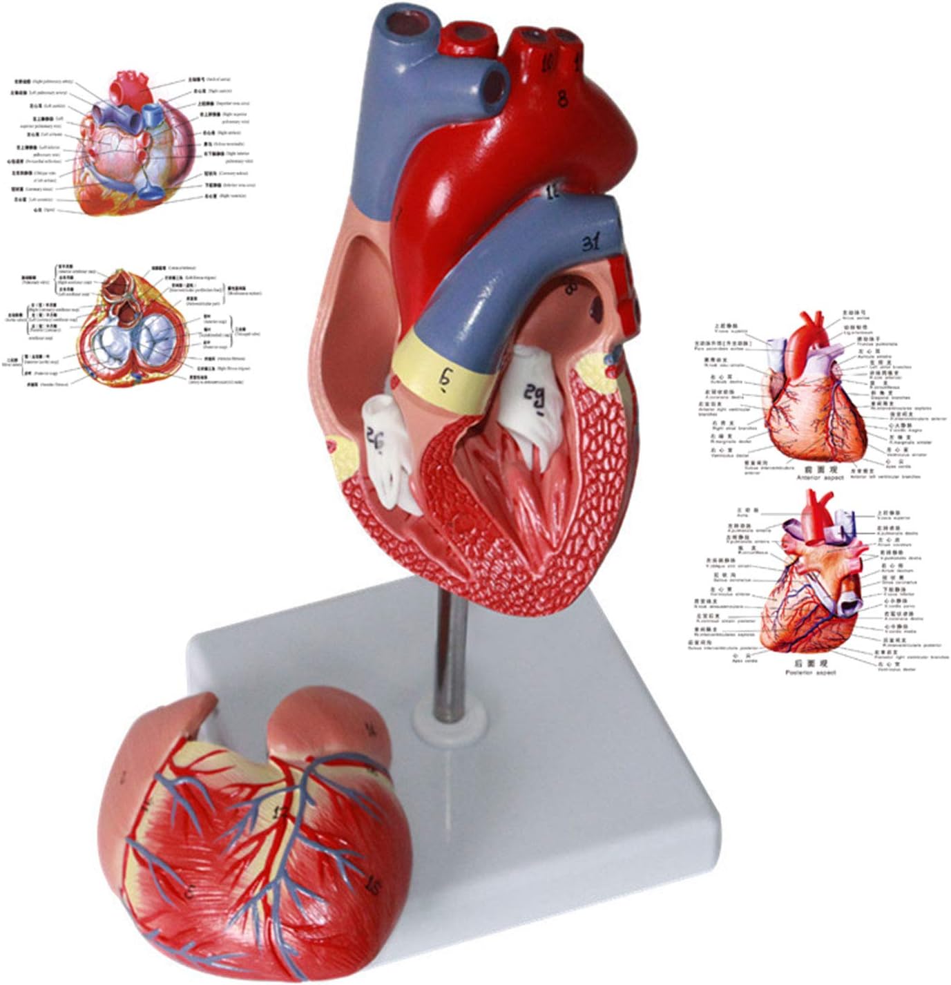 国内正規品 限定 新品 本 わかる 心臓画像診断の要点 クラウス D クラウセン 著 ステファン ミラー 著 レイマー リーゼン 著 ミヒャエル 当店人気 送料無料 Www Iacymperu Org