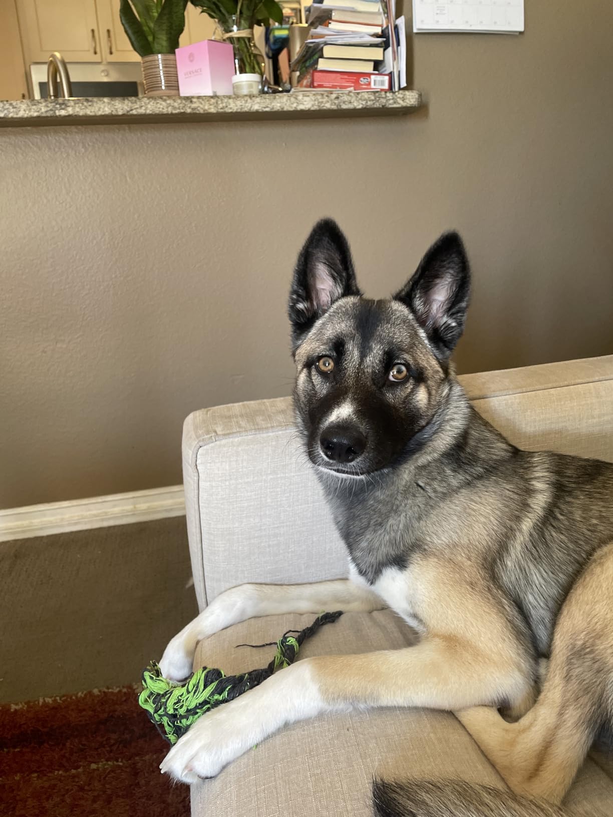 Dog Toys 25 Pack for Fun and Teeth Cleaning, Puppy Chew Toys Pack with Squeak Plush Toy,Squeaky Toy Balls,Tug of War and Rope Toys for Puppy to Small Dogs photo review