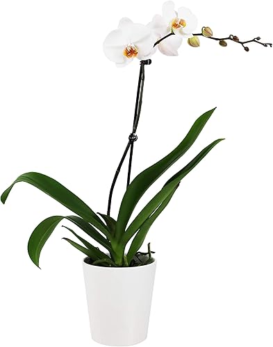 Plants & Blooms Shop PB123 Orquídea de tallo único, 5 pulgadas, blanco