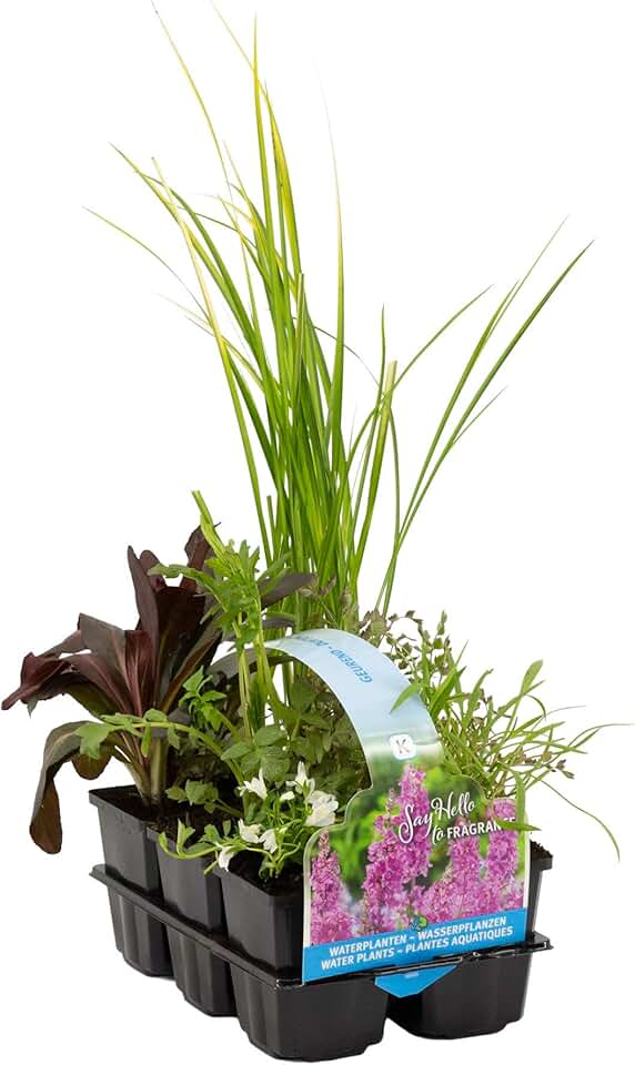 Outdoor Aquatic Plants Amazon.co.uk