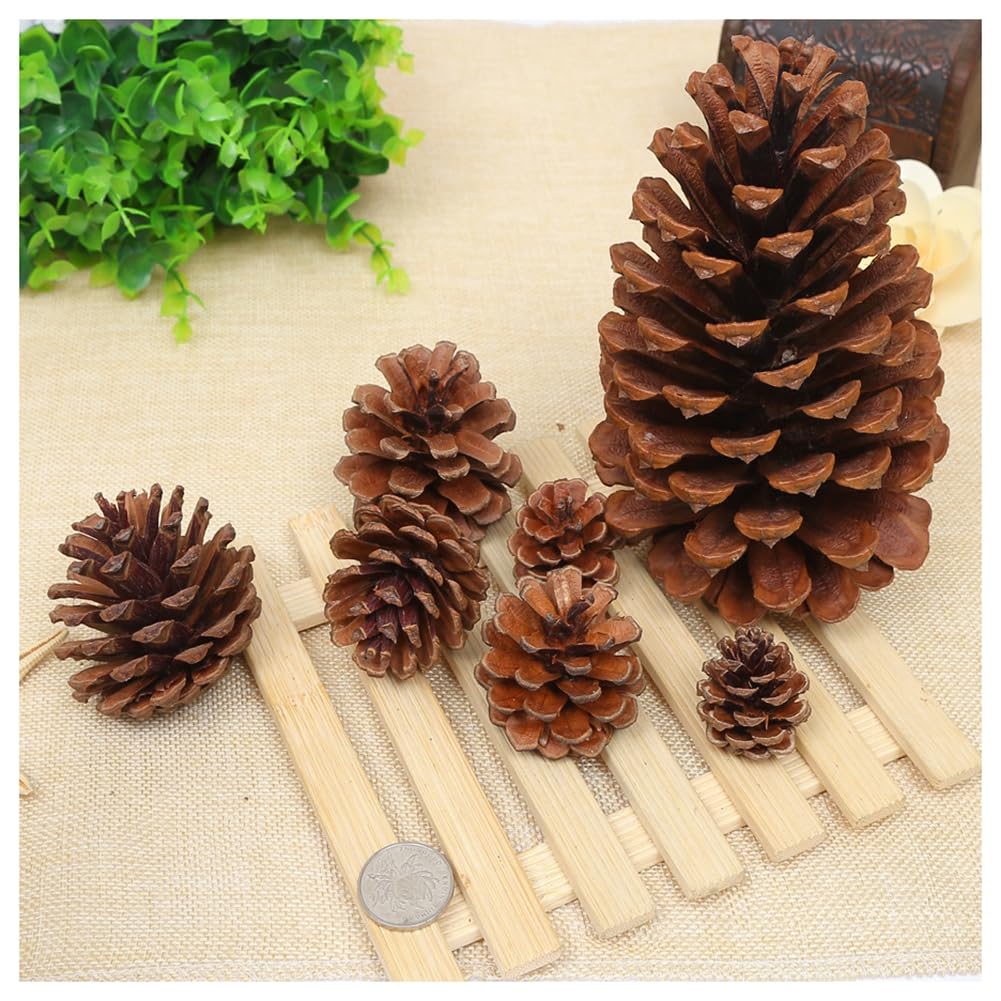 10 pigne natalizie, pigne di pino, decorazioni naturali per il fai da te, pigne naturali per albero di Natale, ghirlanda di Natale, artigianato A1-10 (9-12 cm)