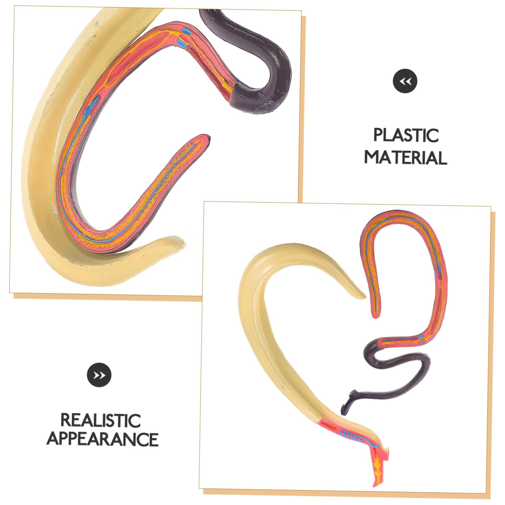 Modèle Anatomique de Schistosome Détachable Affichage Facile en Plastique pour Enseignement en Biologie pour Cours et Expositions Scientifiques