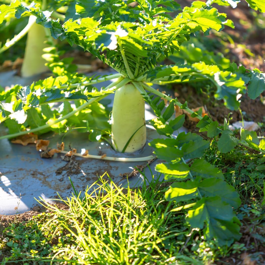 Brownie Brand Daikon Radish Seeds | Premium Cover Crop and Delicious Root Vegetable | Soil Aeration, Nutrient-Rich, Non-GMO, High-Yield Variety (5 Pounds)