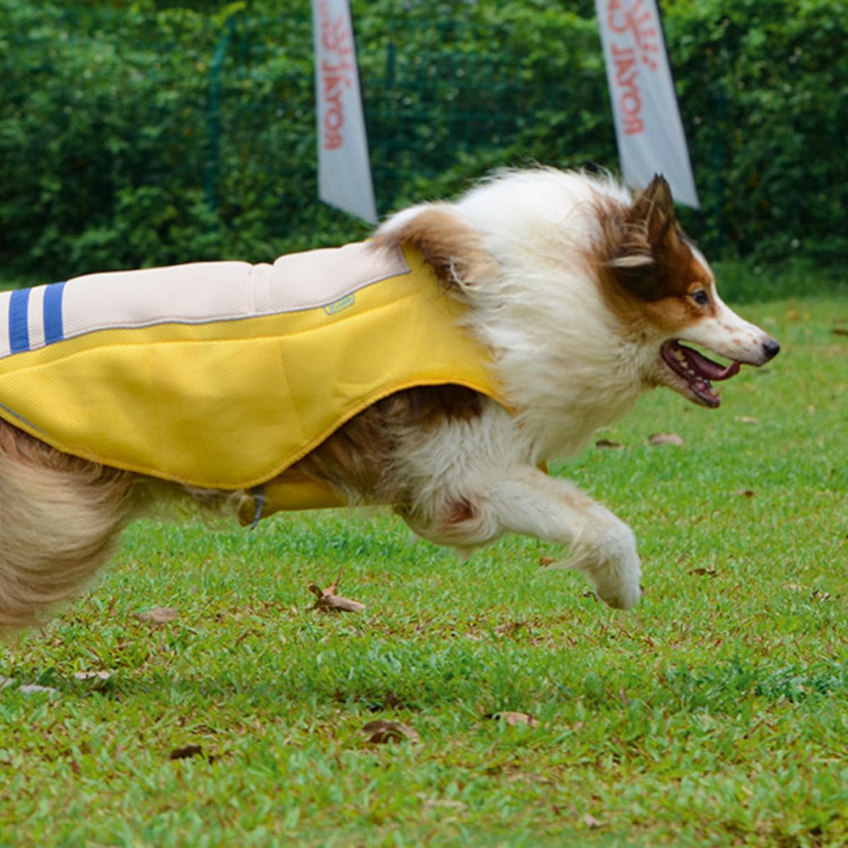 Gilet Rafraîchissant Confortable en Polyester pour Animaux de Compagnie et Prévenant Les Coups de Chaleur Jaune Sorties Quotidiennes et Fêtes du Week-End