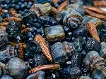2.1oz (60 g) Mélange de tchèque unique Bohemia Perles pressées en verre, Bleu foncé, Coupe de table, Matte et Glossy, Vised Fire Polish, Kit de set fait main BCV