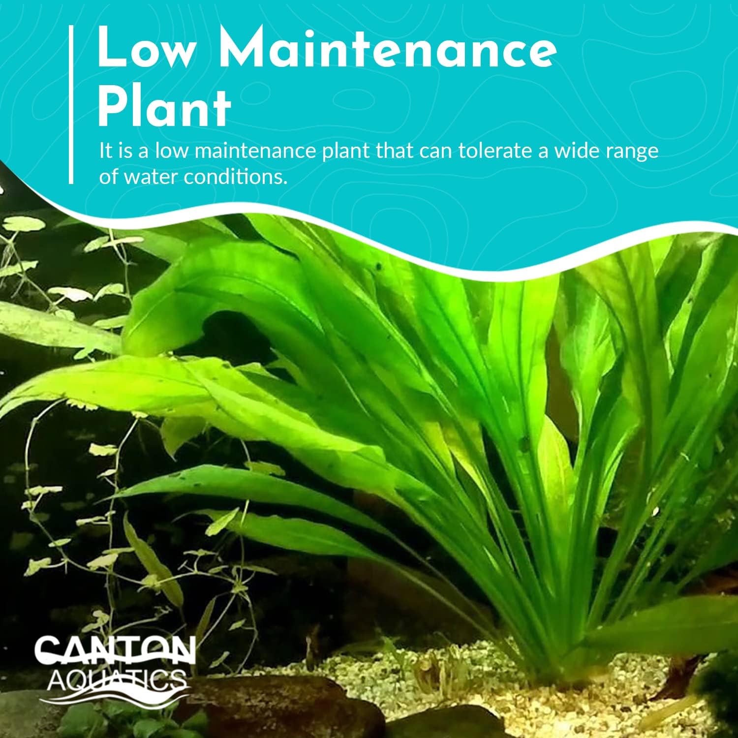 Live Aquarium Amazon Sword Echinodorus Bleheri Plant - Natural Cleaning Filter for Water - Long Lasting & Easy to Maintain Aquatic Plants - Suitable for Winter & Summer - Large