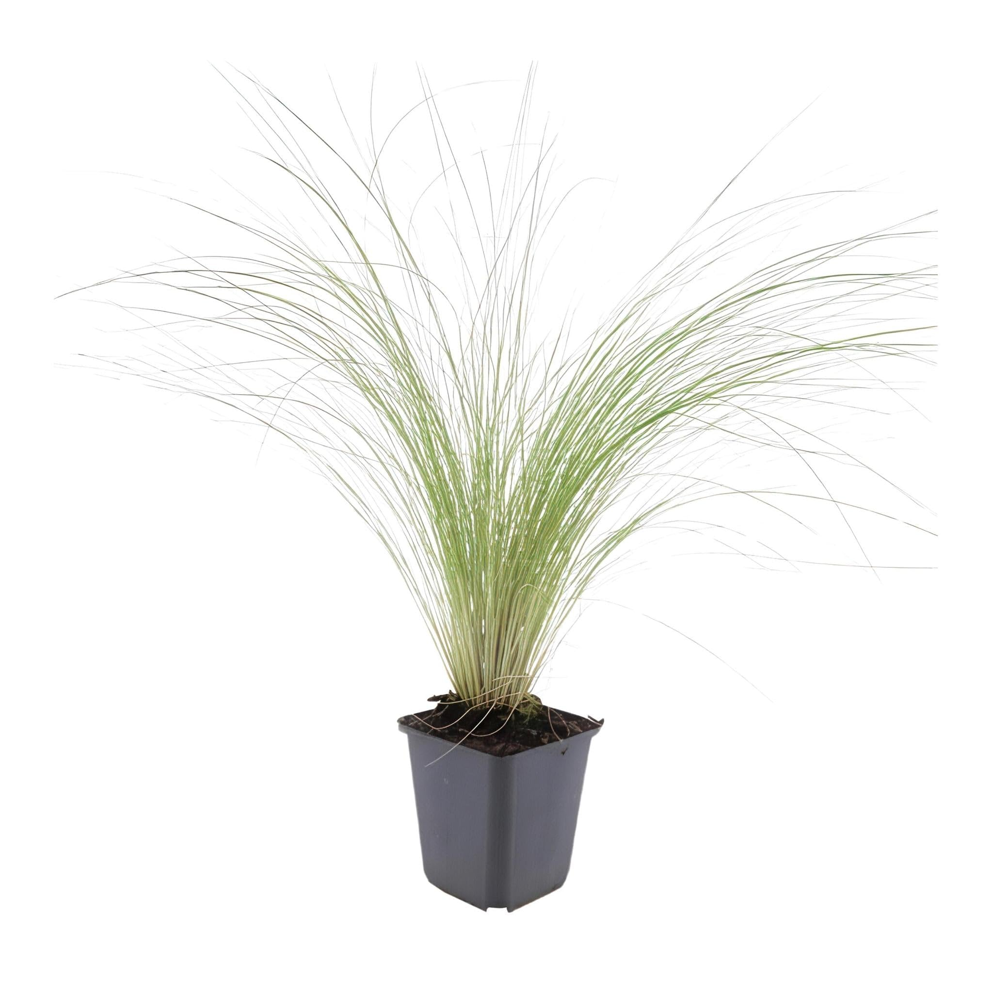 Stipa tenuissima Ponytails resistente al invierno, hierba ornamental pack de 6