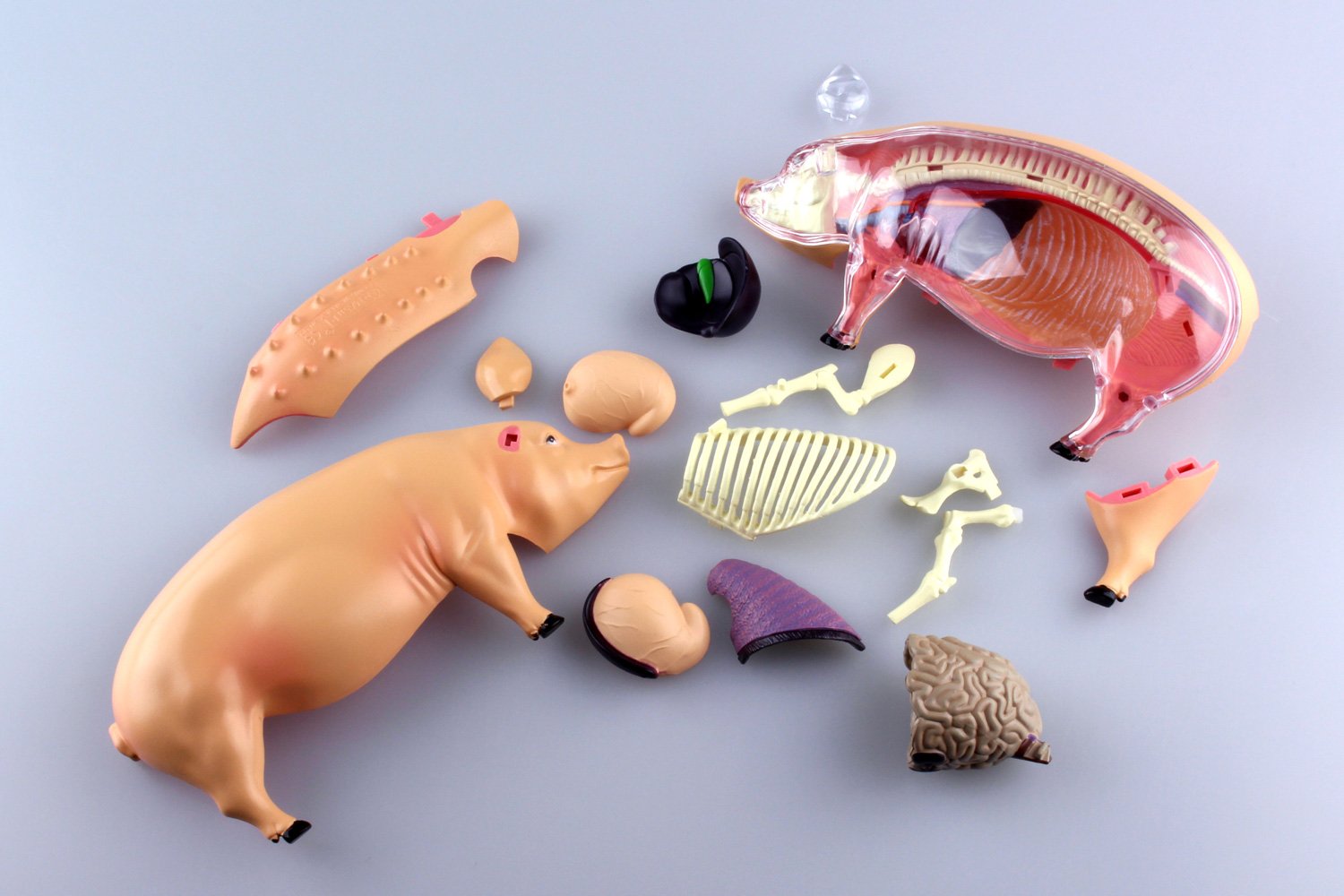 立体パズル 4D VISION 動物解剖 No.01 豚解剖モデル Amazon.co.jp: スカイネット 立体パズル 4D VISION 動物解剖 No