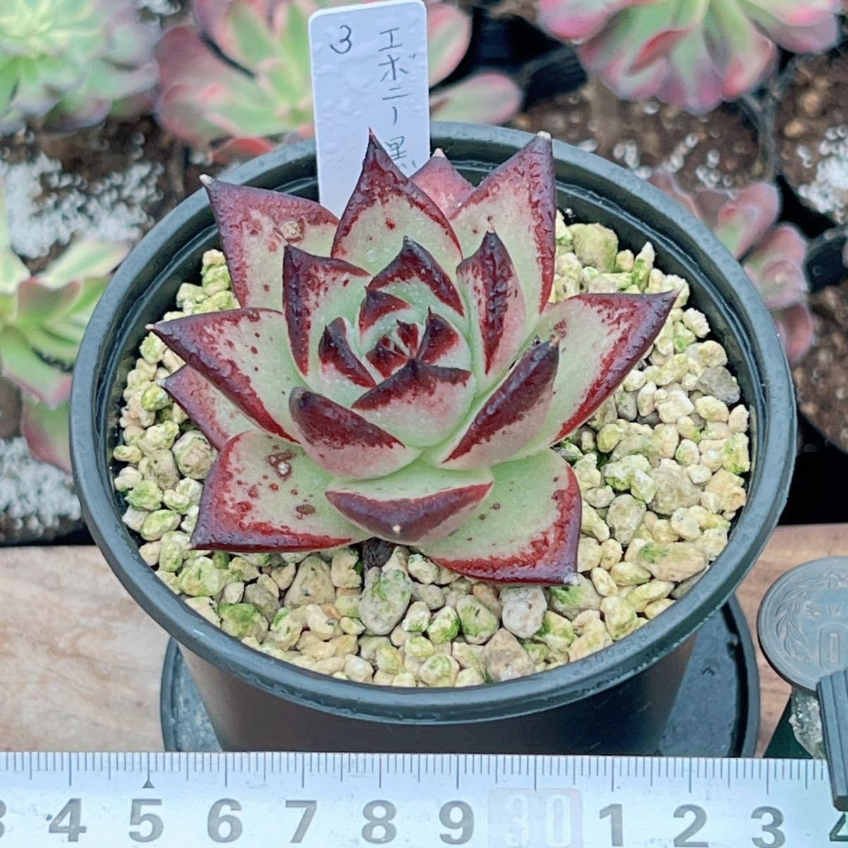 多肉植物　エボニー　韓国苗 Amazon.co.jp: ！！多肉植物 エボニー黒檀 大苗 エ3 韓国苗 美苗 農園