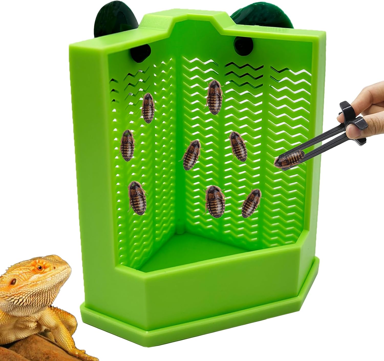 Chameleon Feeder Bearded Dragon Box Reptile Feeder with Suction Cup, Wall Mounted Insect Feeder for Lizard, Iguana, Gecko, Frog (Medium)