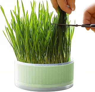 grama para gatos - Caixas Plantador Hidropônico - catnip, caixa plantio destacável, caixa grama sem solo para gatos, cães e outros animais estimação, Adapero