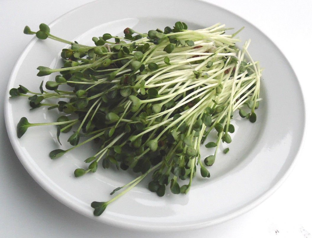 500 g BIO Keimsprossen Mischung -Spicy MIX- Keimsaat 5 x 100 g Samen für die Sprossenanzucht Senf, Linsen, Mungobohnen, Daikon-Rettich, Radies Sprossen Microgreen Mikrogrün