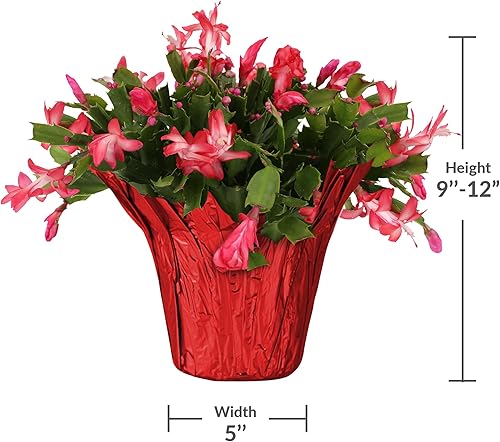 Miniatura 5 de Green Circle Growers - Paquete de 6 plantas de cactus de Navidad vivas en cubiertas de macetas rojas, decoración festiva y regalo