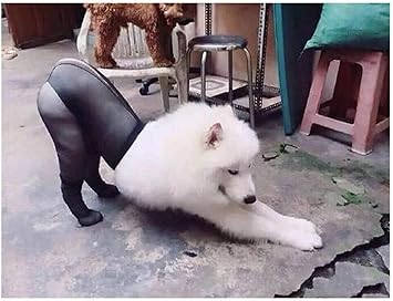 Amazon Co Jp ペットの犬面白いシルクストッキング犬の写真撮影小道具大型および中型犬のコスチューム用品を模倣 ペット用品