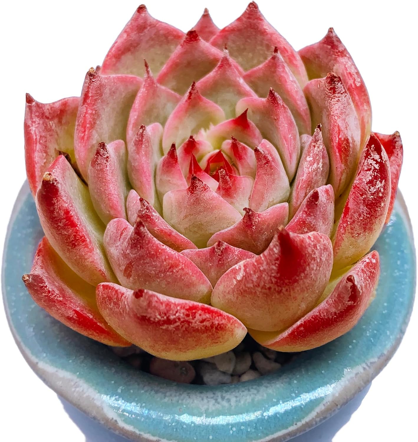Echeveria Ek Soul Variegated Crested Rare Live Succulent Plants, Pot Size 3.5" Orange Live Plant, Excludes Pot & Soil, Garden Indoor Office Desk, Party Baby Shower Decor, Gift for Plant Enthusiasts