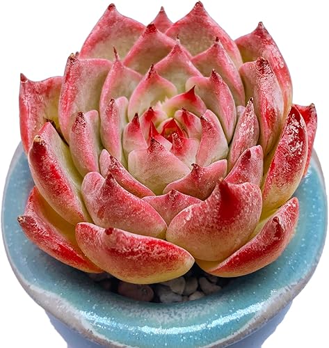 Echeveria cv Momotarou - Plantas suculentas vivas raras, 1 maceta de tamaño de 2.5 pulgadas, planta viva rosa, excluye maceta y tierra, escritorio