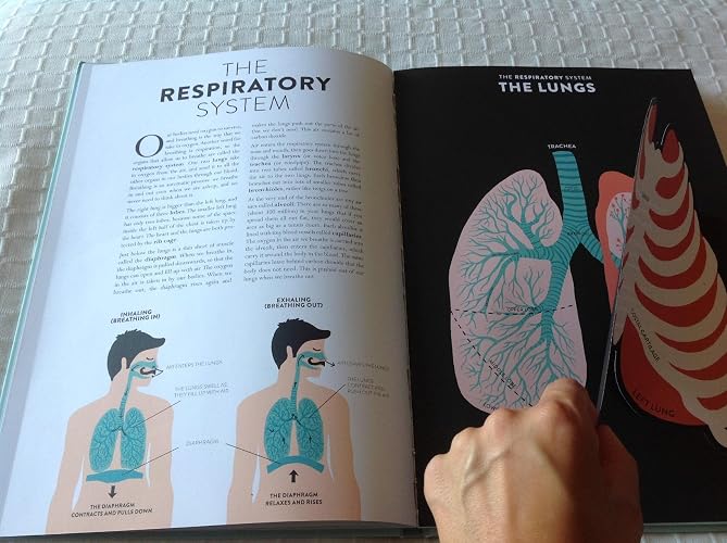 Amazon.co.jp: Anatomy: A Cutaway Look Inside the Human Body