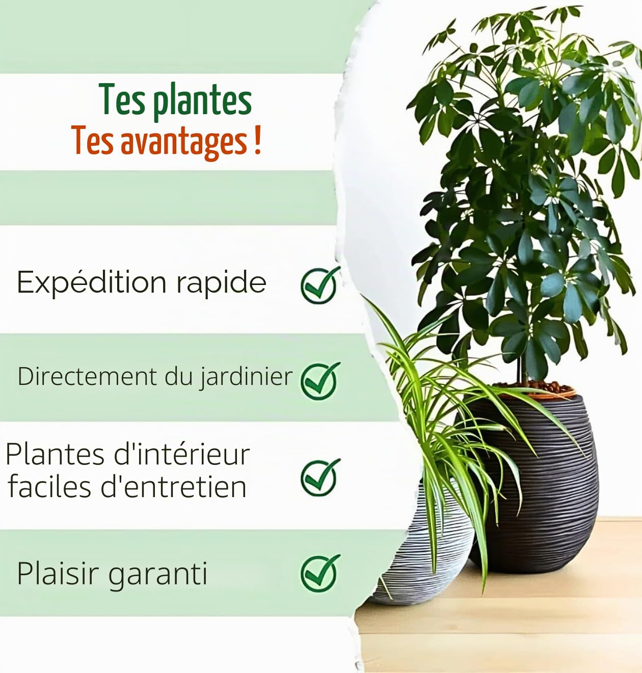 Monstera Deliciosa Lot de 3, 55-70 cm, Pot de 14 cm Ø, Ensemble de plantes pour appartement et bureau, Qualité de professionnel de plantes, Expédition rapide de plantes, Idéal pour la verdure
